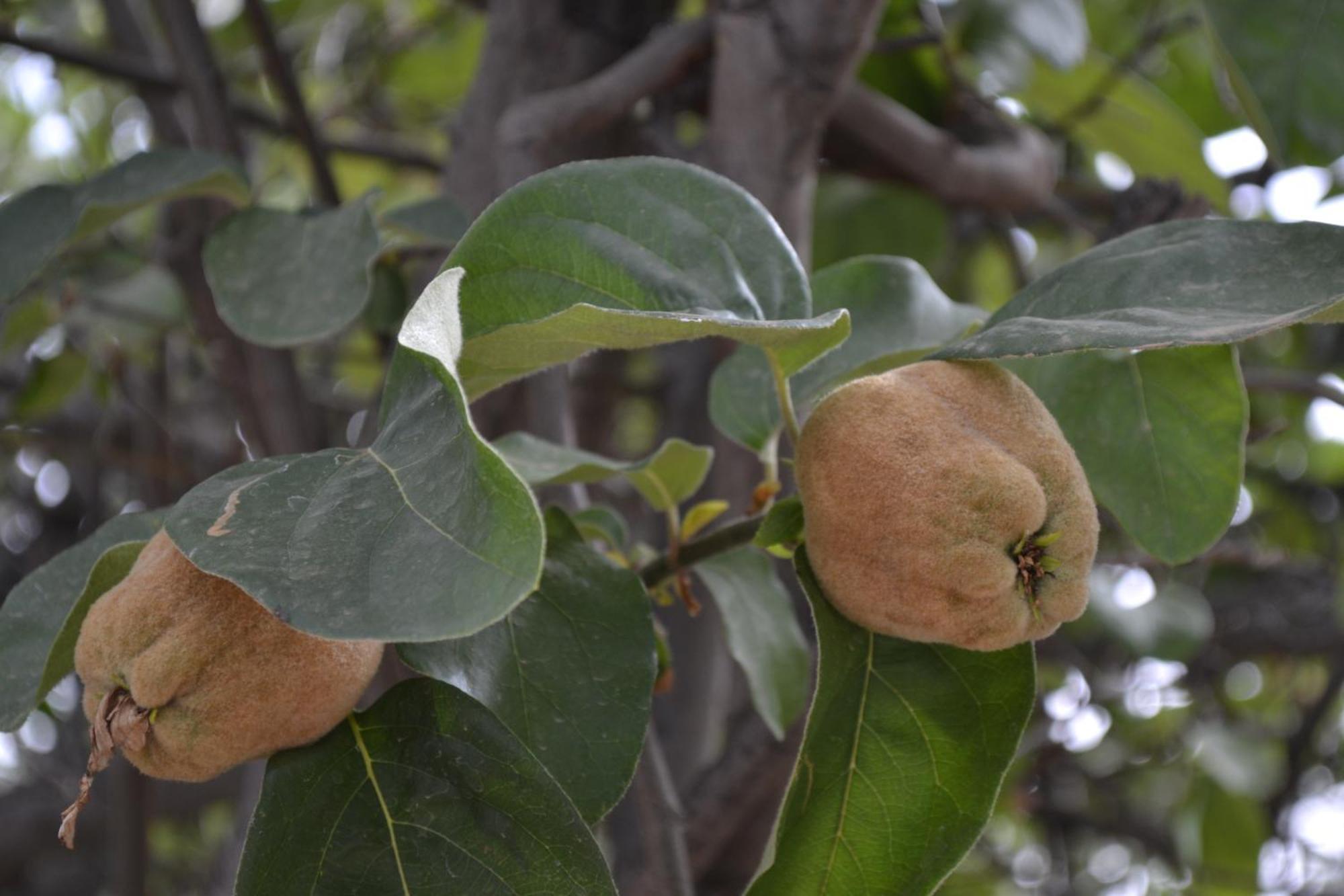 Villa Quince 奥伊俄贞 外观 照片